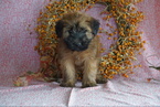 Small Soft Coated Wheaten Terrier
