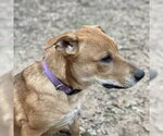 Small #9 Labrador Retriever Mix