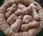 Small Photo #17 Goldendoodle Puppy For Sale in SEYMOUR, CT, USA