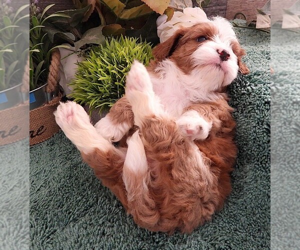 Medium Photo #4 Cavapoo Puppy For Sale in CARLISLE, KY, USA