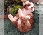 Small #3 Cavapoo