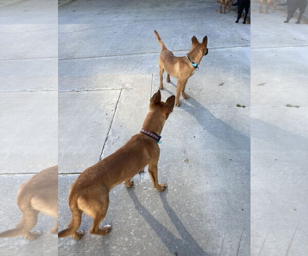 Medium Photo #7 Mutt Puppy For Sale in San Diego, CA, USA