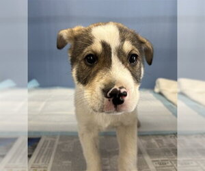 Siberian Husky-Unknown Mix Dogs for adoption in San Bernardino, CA, USA