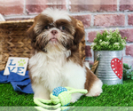 Small #2 Shih Tzu