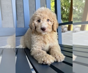 Labradoodle Puppy for sale in FRANKLIN, IN, USA