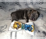 Small Photo #53 French Bulldog Puppy For Sale in MIMS, FL, USA