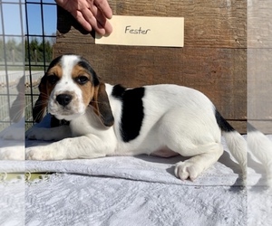 Beaglier Puppy for sale in GRABILL, IN, USA