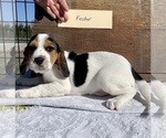 Small Photo #1 Beaglier Puppy For Sale in GRABILL, IN, USA