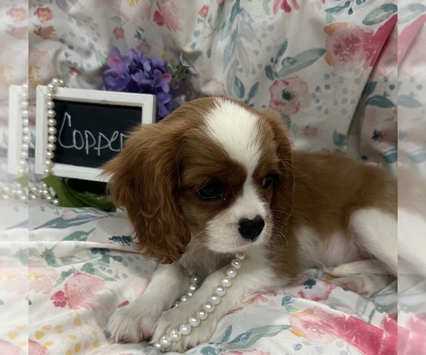 Medium Photo #7 Cavalier King Charles Spaniel Puppy For Sale in ABILENE, TX, USA