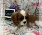 Small #6 Cavalier King Charles Spaniel