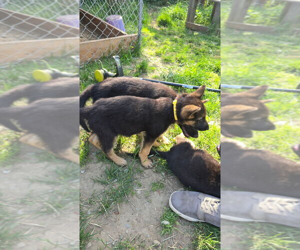 Medium Photo #13 German Shepherd Dog Puppy For Sale in MONROE, WA, USA