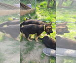 Small #12 German Shepherd Dog