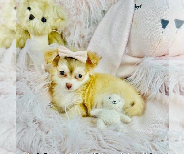 Medium Photo #14 Chihuahua Puppy For Sale in ORLANDO, FL, USA
