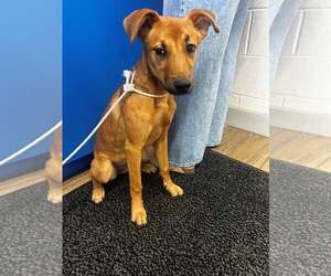 Cupcake - Female Mutt Dog for Adoption