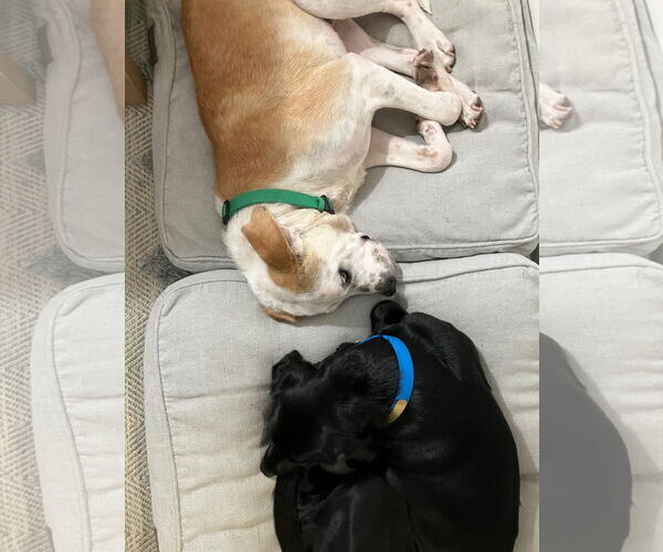 Medium Photo #3 Labrador Retriever-Unknown Mix Puppy For Sale in Mount Pleasant, SC, USA