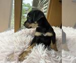 Small #3 Dachshund Mix