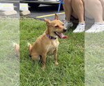 Small #1 Jack Russell Terrier