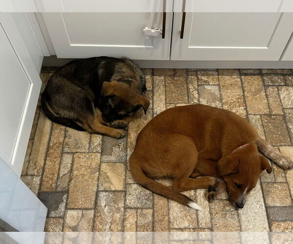 Medium Photo #10 Mutt Puppy For Sale in Sandy, UT, USA