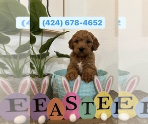 Goldendoodle Puppy for sale in BEVERLY HILLS, CA, USA