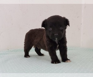 Poodle (Miniature) Puppy for sale in CLARK, MO, USA