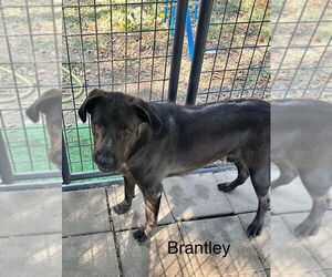Brantley - Male Labrador Retriever-Retriever  Mix Dog for Adoption - Photo #2