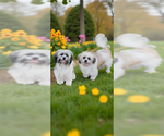 Small #2 Shih Tzu