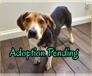 Beagle Dogs for adoption in Dunnellon, FL, USA