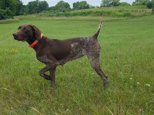 German Shorthaired Pointer Puppy for sale in CARVER, MN, USA