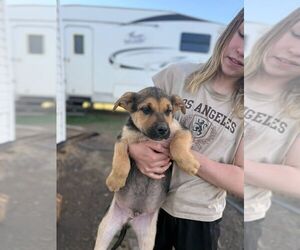 Mutt Dogs for adoption in Calgary, Alberta, Canada