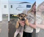 Small Mutt