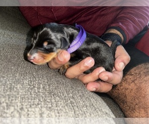 Doberman Pinscher Puppy for sale in OAK FOREST, IL, USA