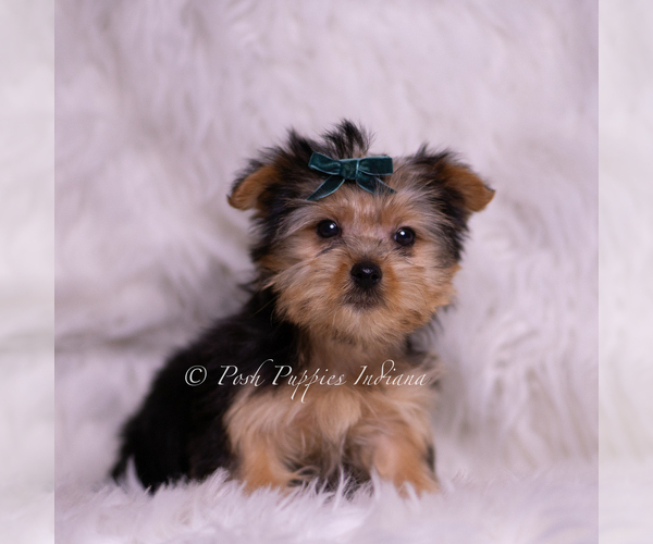 Medium Photo #3 Yorkshire Terrier Puppy For Sale in WARSAW, IN, USA