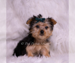 Small #2 Yorkshire Terrier