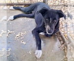 Small #2 Australian Shepherd Mix