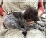 Puppy Puppy 4 German Shorthaired Pointer-German Wirehaired Pointer Mix