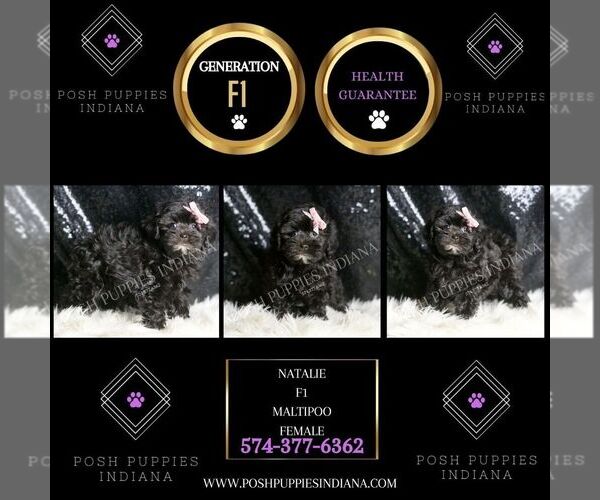 Medium Photo #2 Maltipoo (Miniature) Puppy For Sale in WARSAW, IN, USA