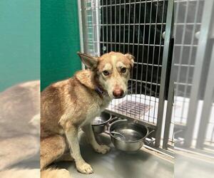 Siberian Husky-Unknown Mix Dogs for adoption in Visalia, CA, USA