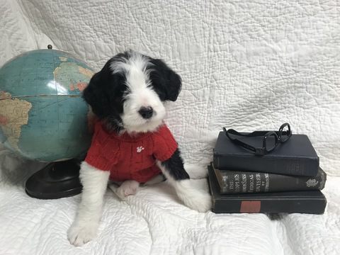 Medium Photo #9 Bordoodle Puppy For Sale in CRESTON, OH, USA