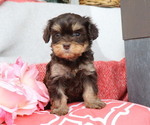 Puppy Anya Cavapoo
