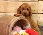Small #10 Cavapoo