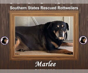 Rottweiler-Unknown Mix Dogs for adoption in White Hall, AR, USA