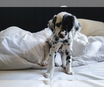 Small #1 Dalmatian