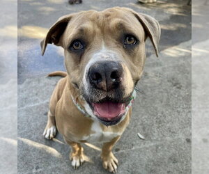 Mastiff-Unknown Mix Dogs for adoption in Alameda, CA, USA