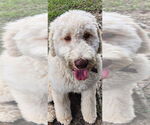 Small #2 Golden Retriever