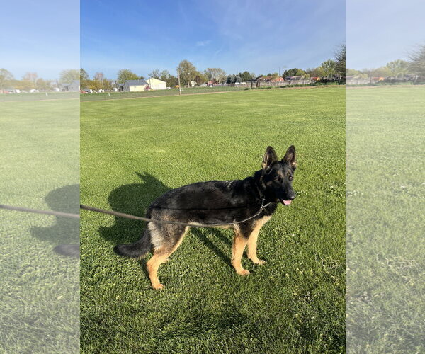 Medium Photo #3 German Shepherd Dog Puppy For Sale in Emmett, ID, USA
