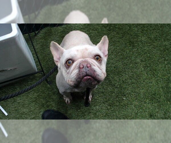 Medium Photo #1 French Bulldog Puppy For Sale in Downey, CA, USA