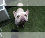 Small French Bulldog
