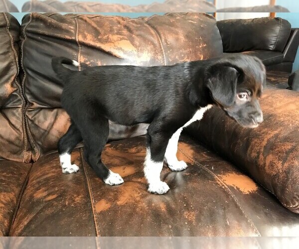 Medium Photo #2 Jack-Rat Terrier Puppy For Sale in STAFFORD SPRINGS, CT, USA