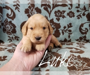 Goldendoodle (Miniature) Puppy for sale in CASSVILLE, MO, USA