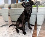 Small Photo #1 Labrador Retriever-Unknown Mix Puppy For Sale in New York, NY, USA
